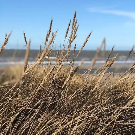 Zeehuys 100m Zee Dichtbij Brugge * Blankenberge